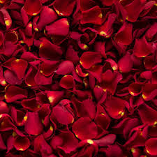 Rose Petal